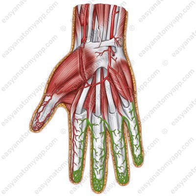 Собственные ладонные пальцевые артерии (arteriae digitales palmares proprii)